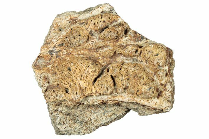 Dinosaur (Triceratops) Frill Shield Section - Montana #323827